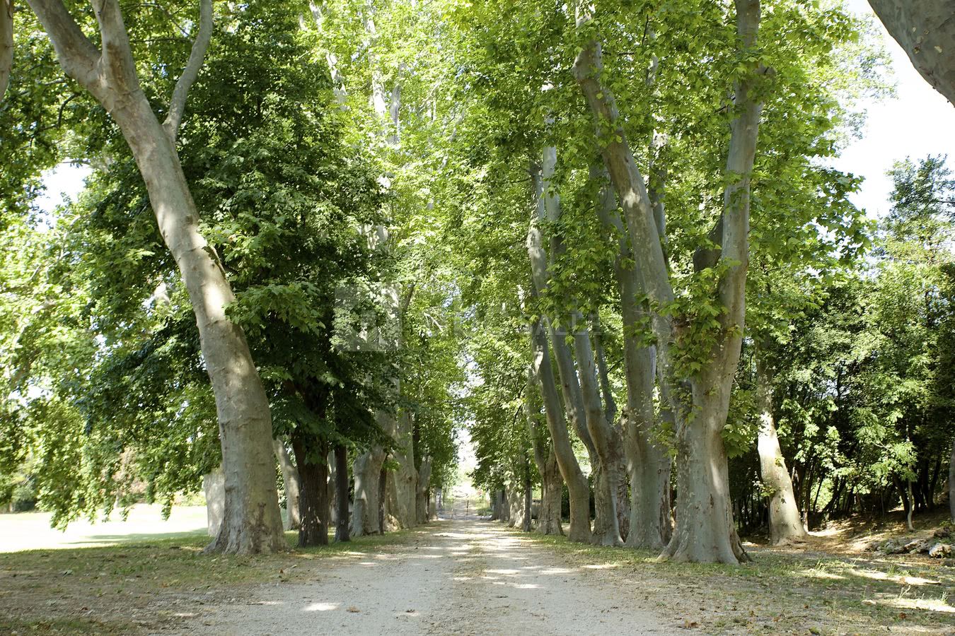 Allée de platanes centenaires