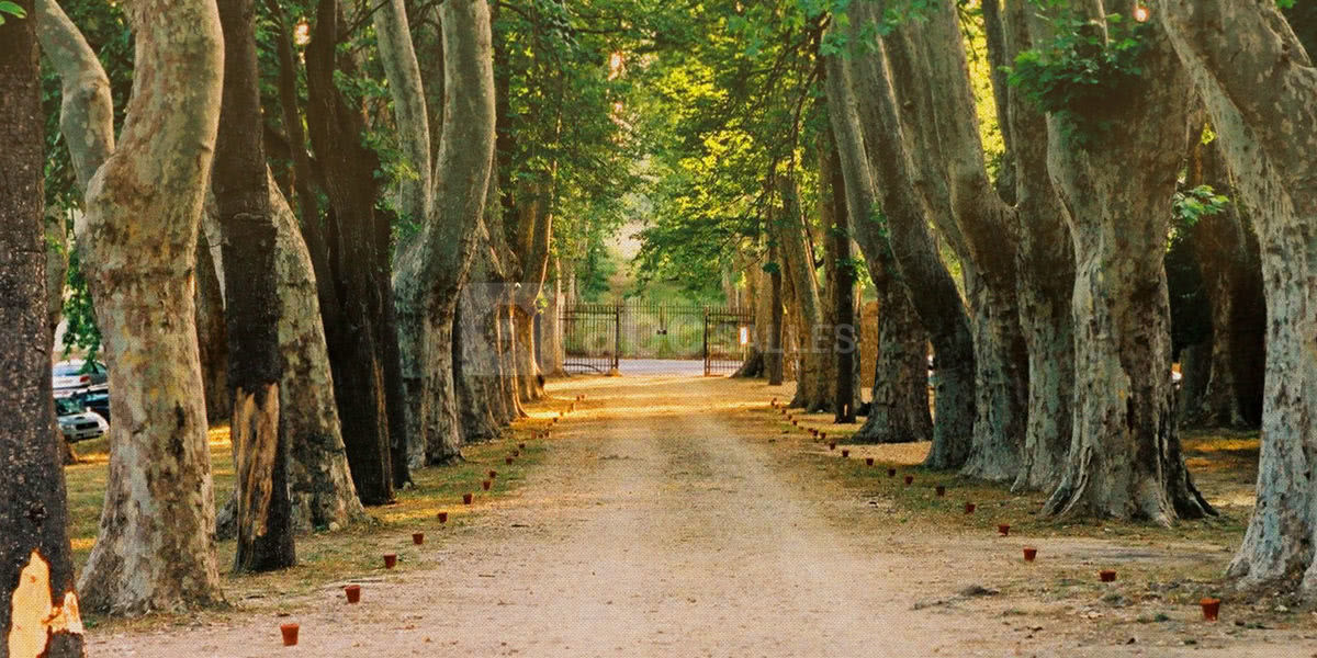 Allée de platanes Bastide