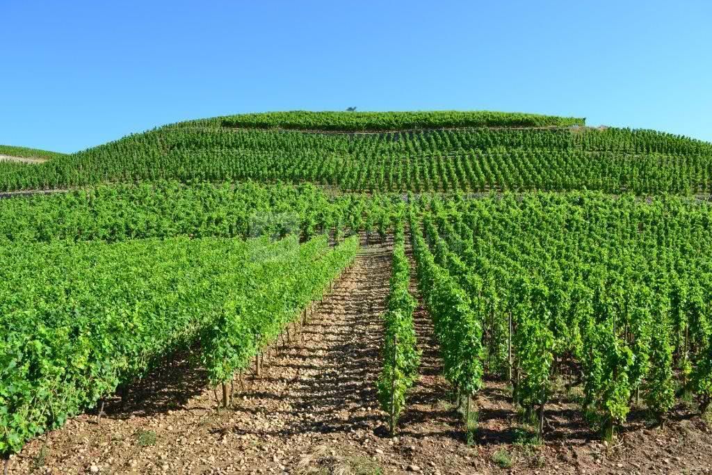 Vignoble