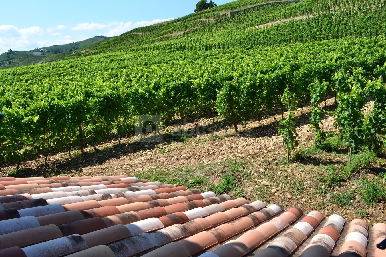 Vignoble