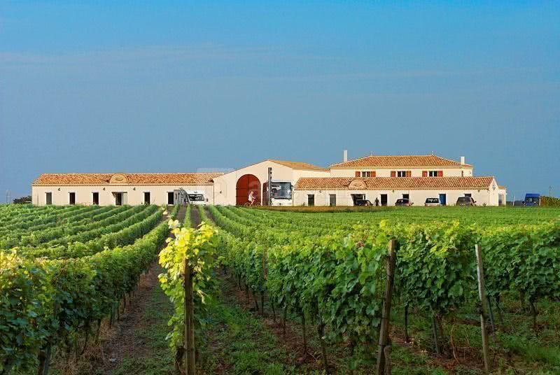 Vue extérieure Vignoble