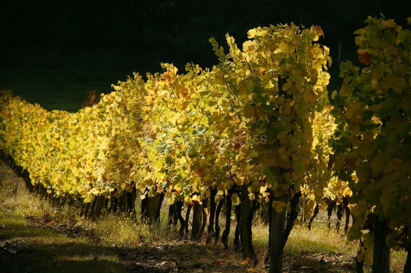 Vignes du chateau la gontrie