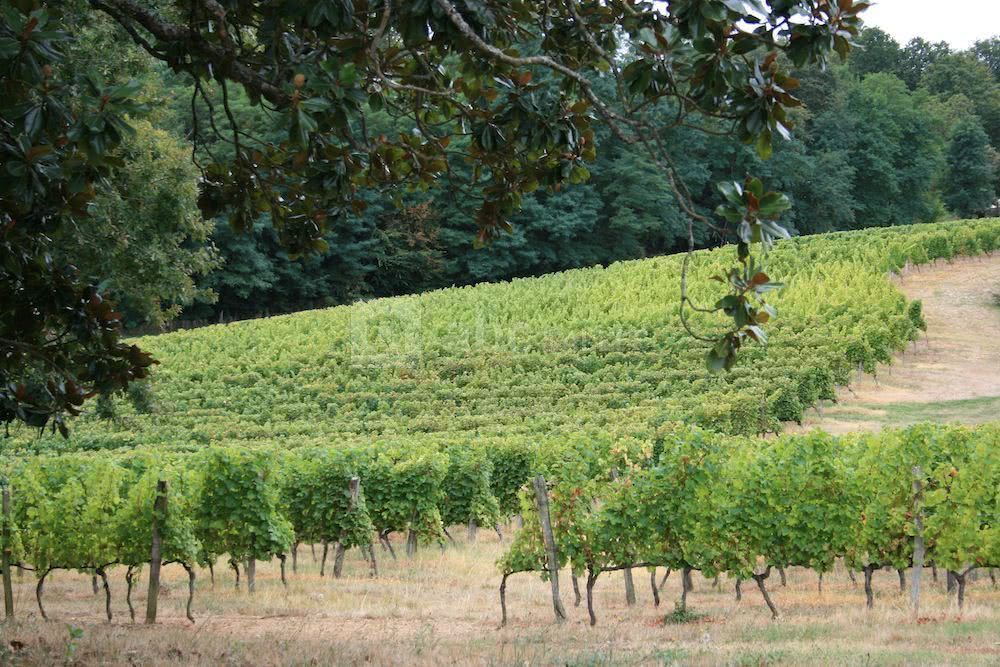 Vignes du chateau la gontrie