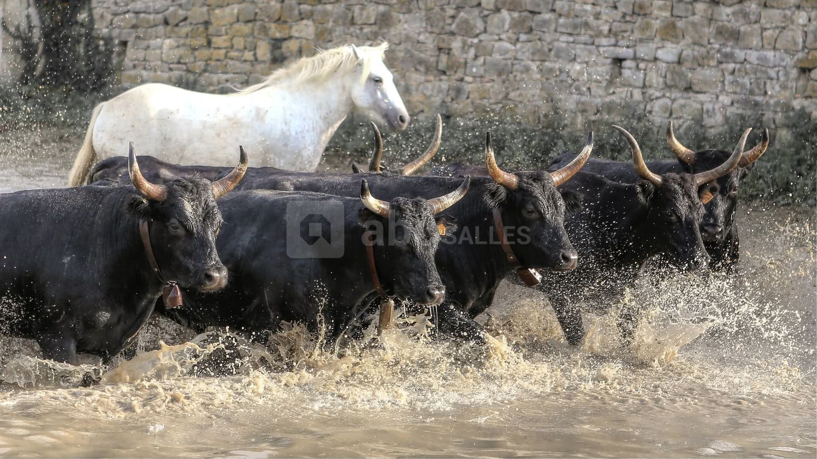 Les taureaux