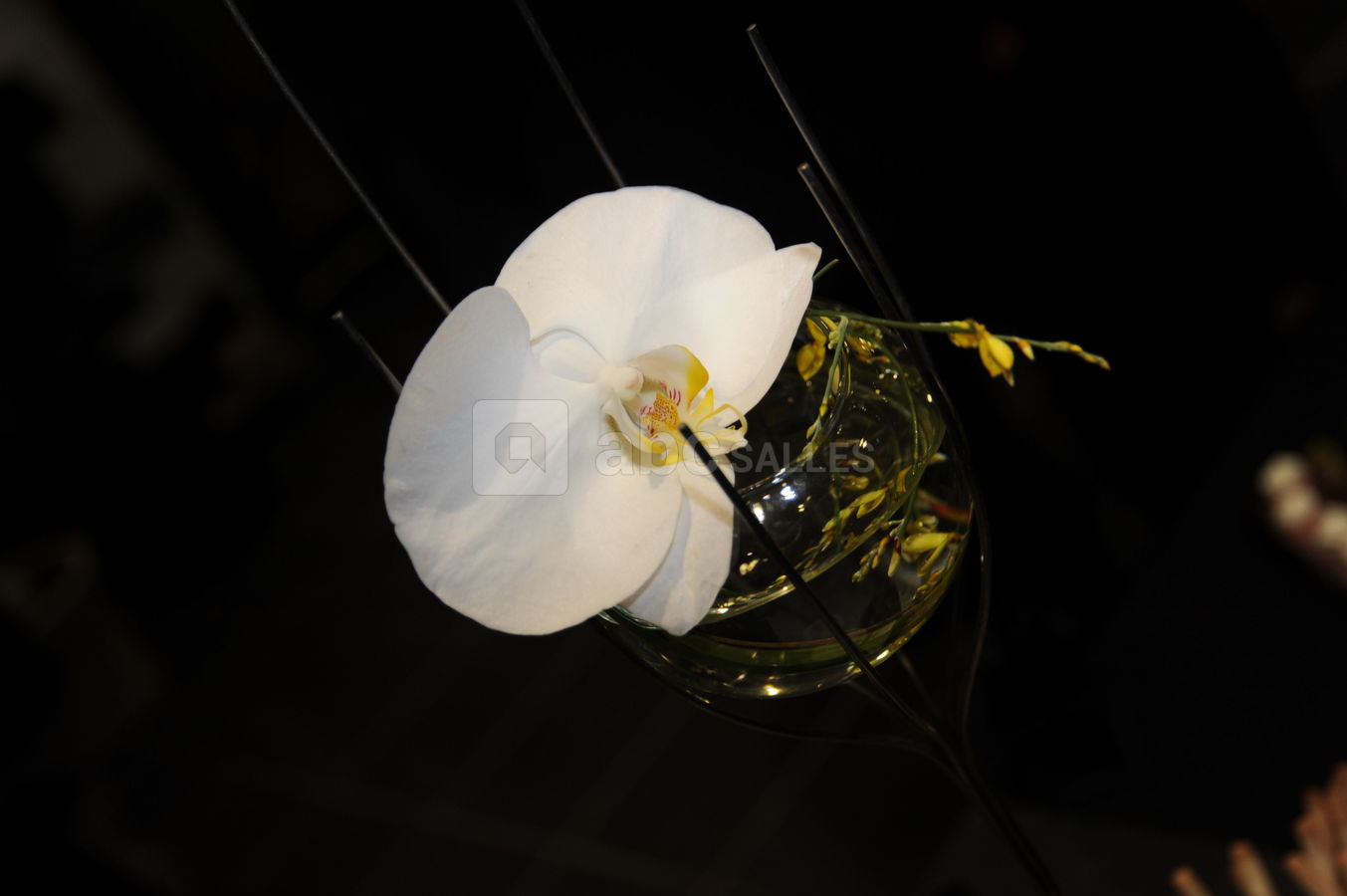 Orchidée