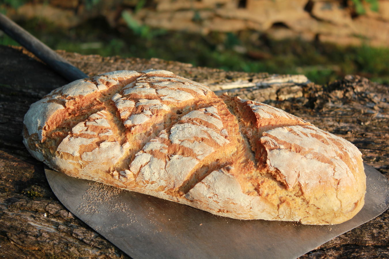 Pain biologique maison cuit au four à bois