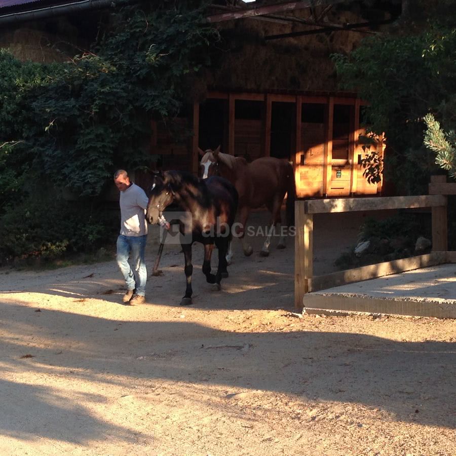 Chevaux grange