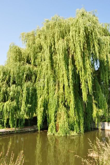 Un étang privatif pour des moments de détente uniques