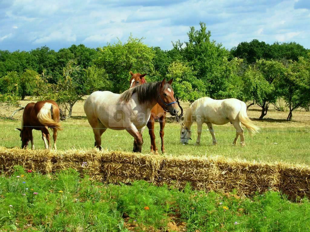 Prairie avec chevaux et bottes de paille