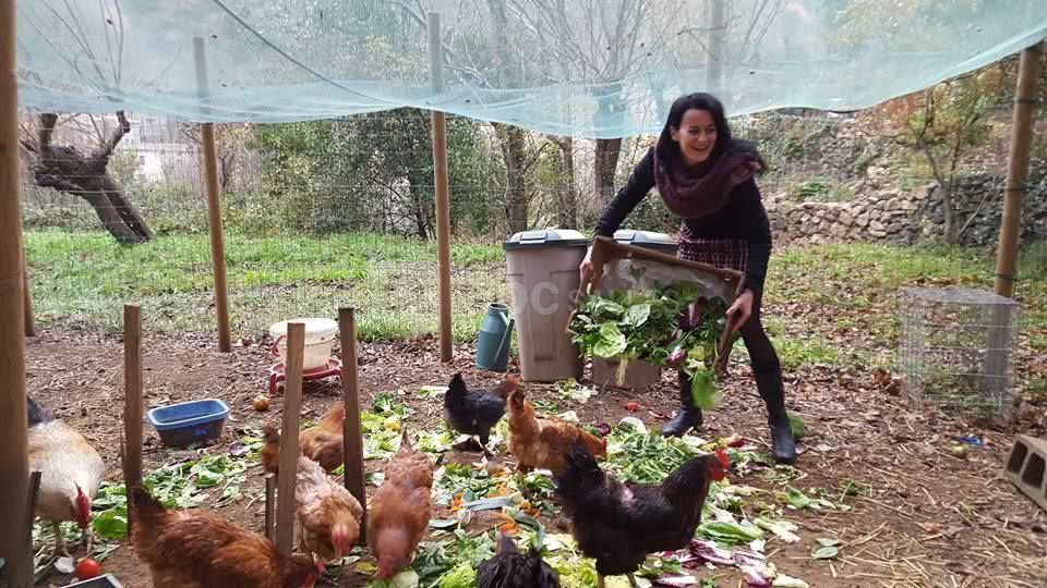 Poulailler : oeufs frais au petit déjeuner