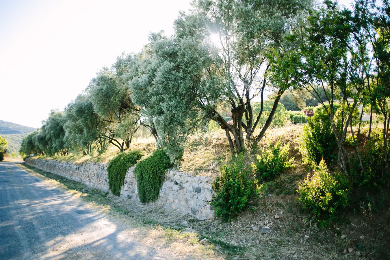 Le Mas des Oliviers