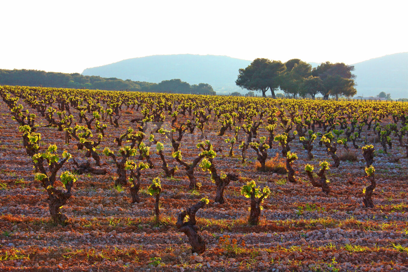 Les vignes