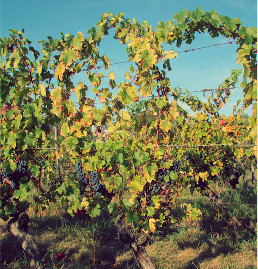 Vigne en coeur