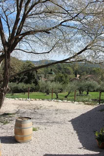 Vue sur l'oliveraie