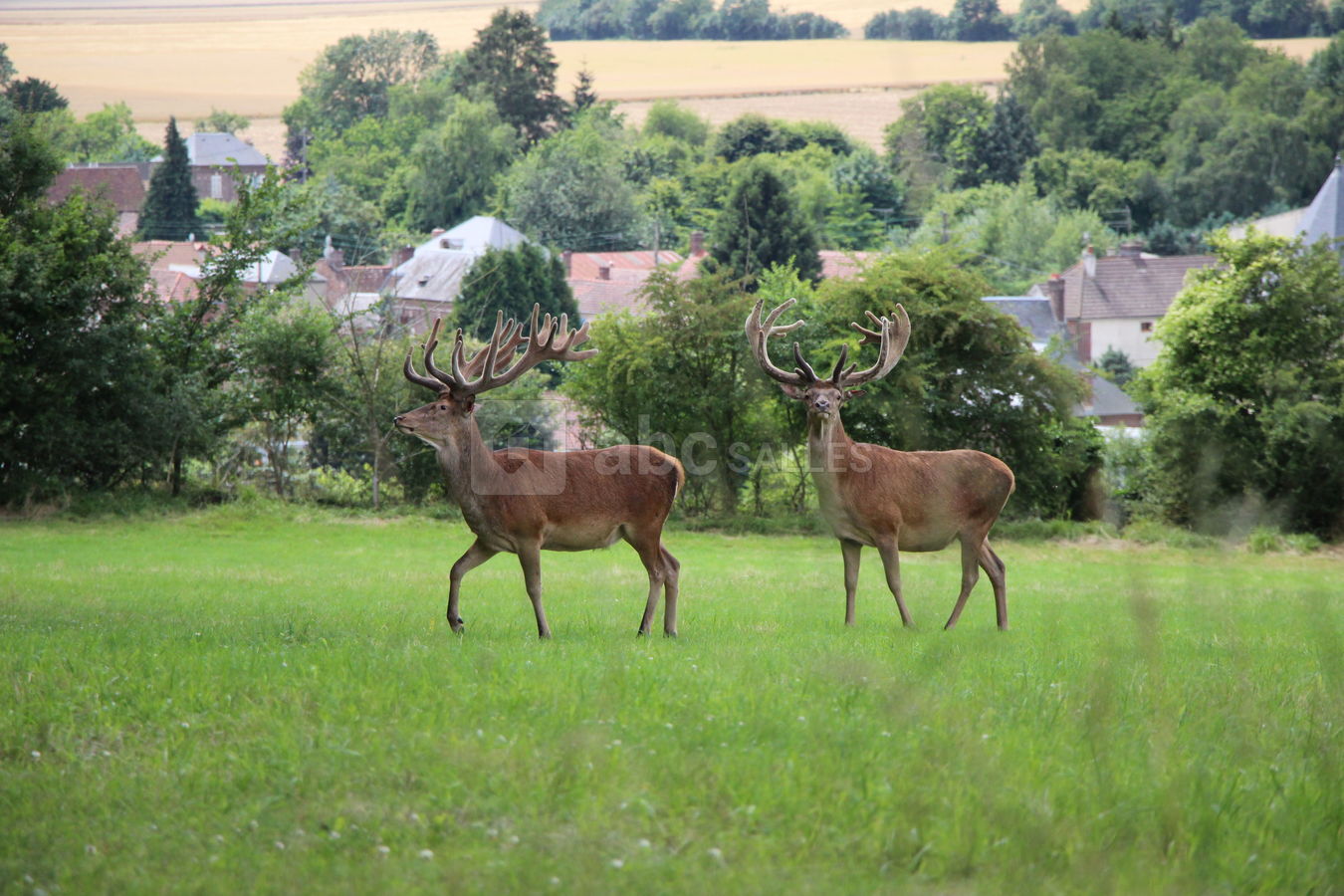 Cerfs dans le parc