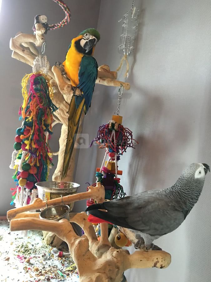 Piplette et zazou, nos perroquets