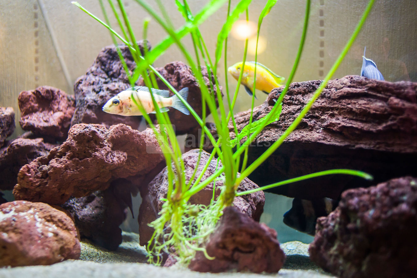 L'Aquarium