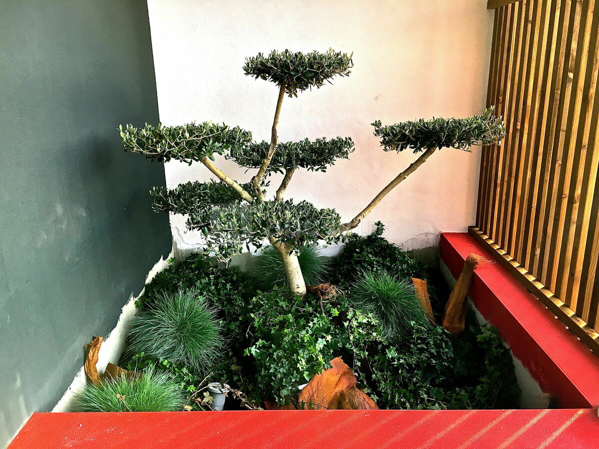 Plantes