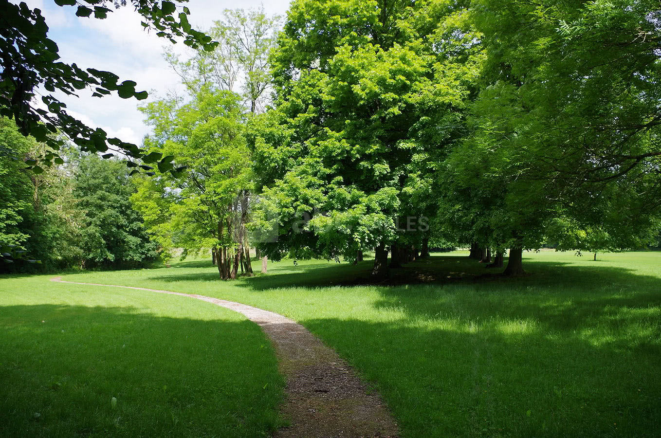 Le sous-bois
