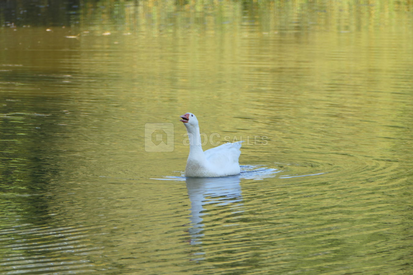 Animaux du parc