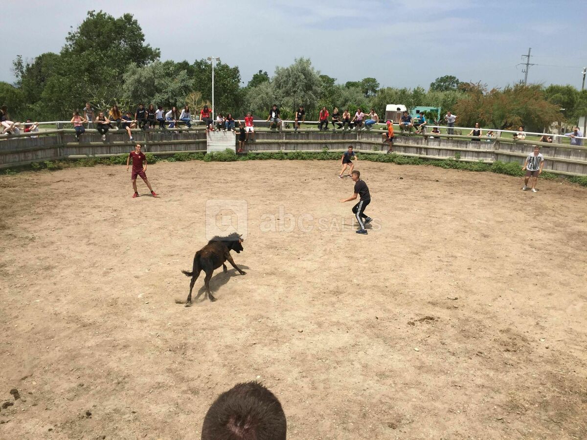 Animations camarguaises