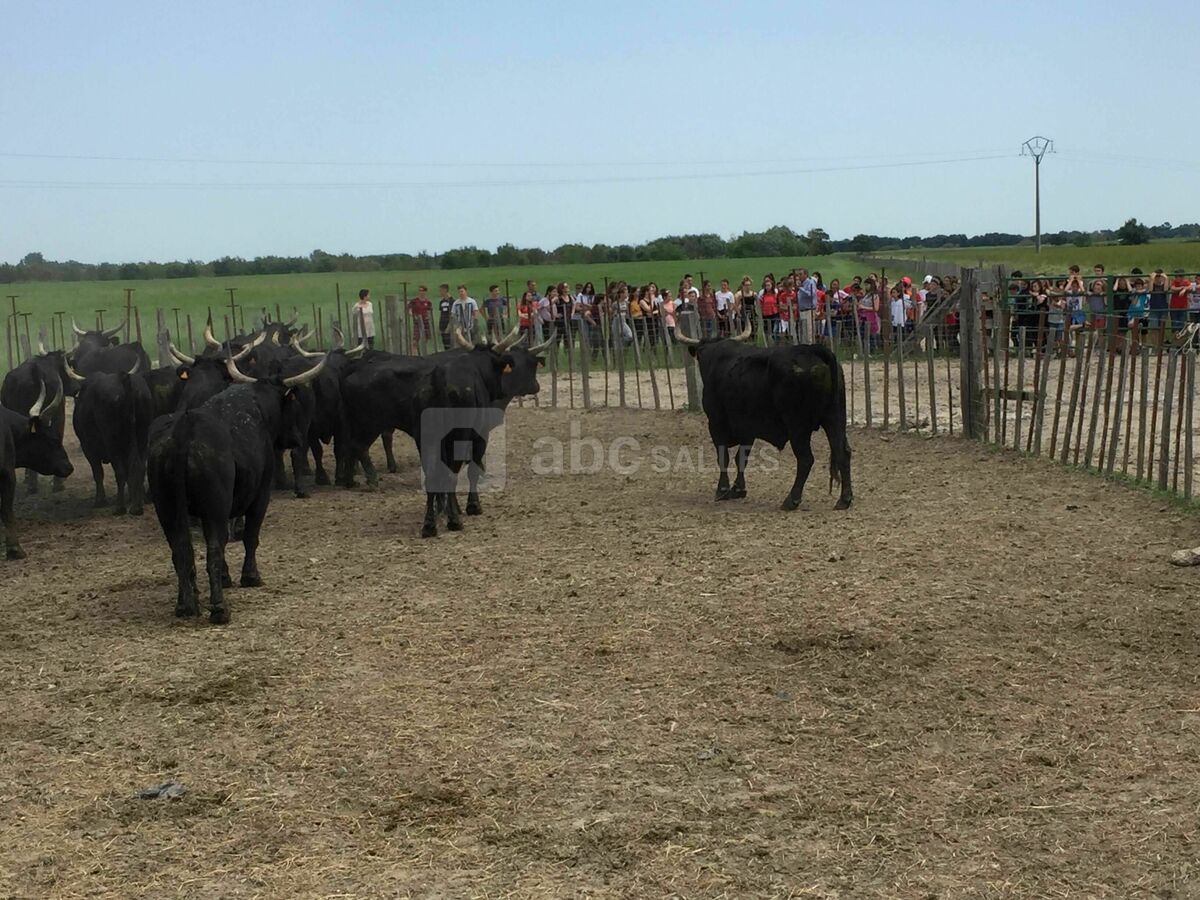 Manade Claude Chaballier