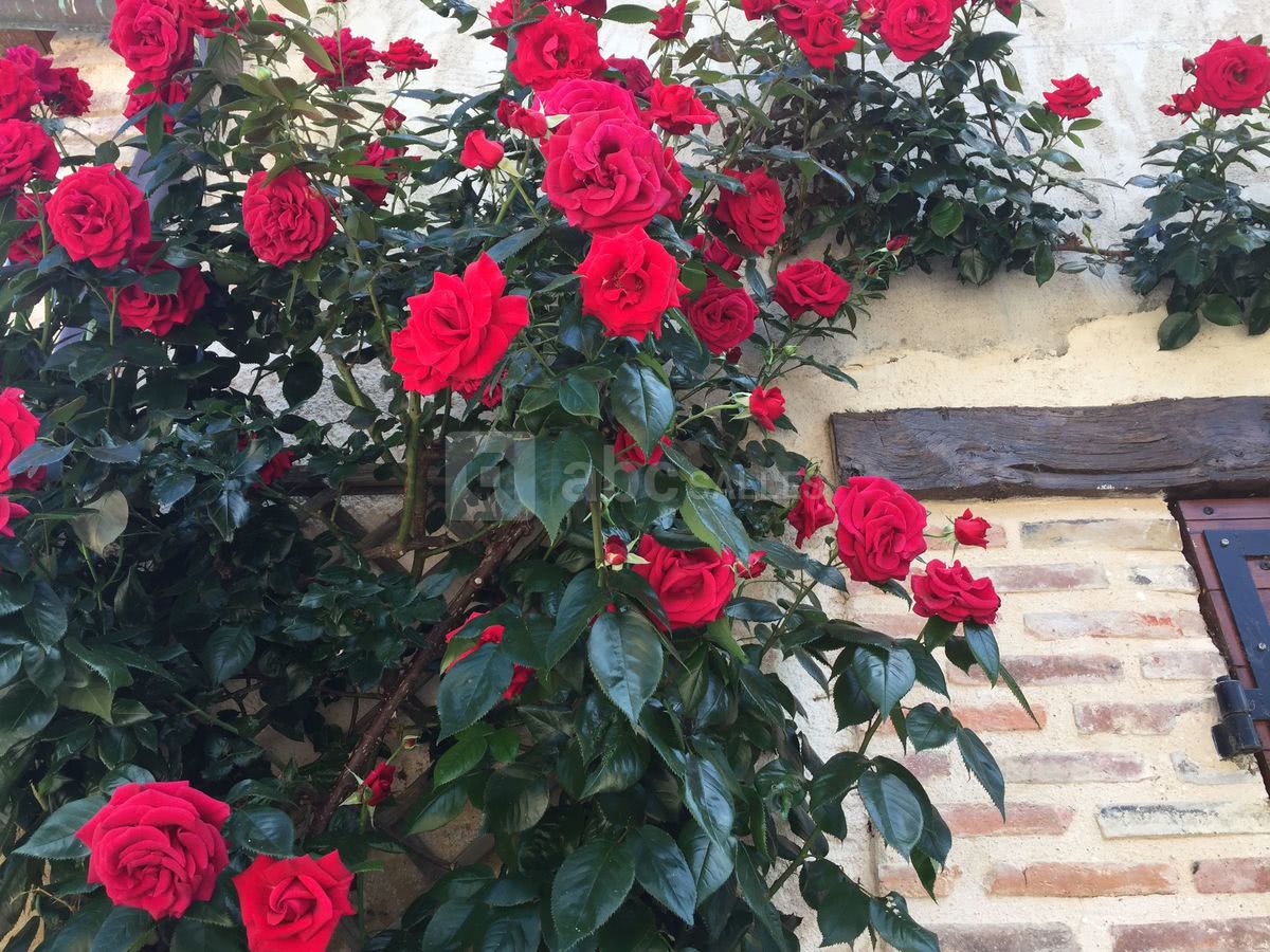 Détail rosier portail nord