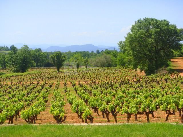 Au coeur des vignes