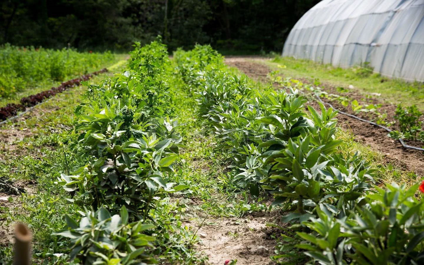 Le potager