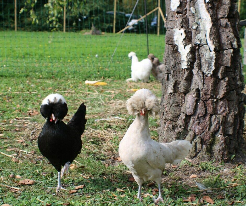 Nos poules