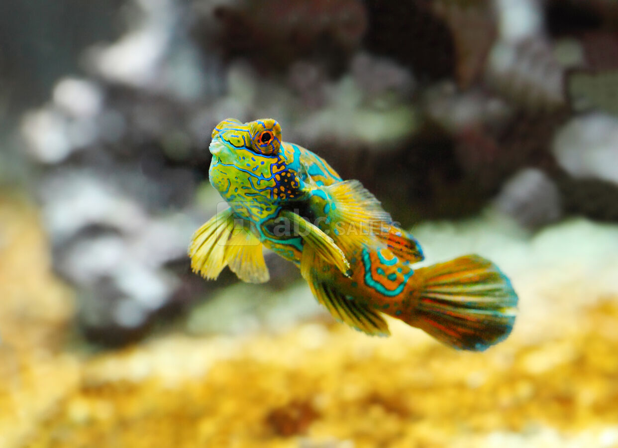 Poisson mandarin © Musée océanographique de Monaco – Thierry Ameller