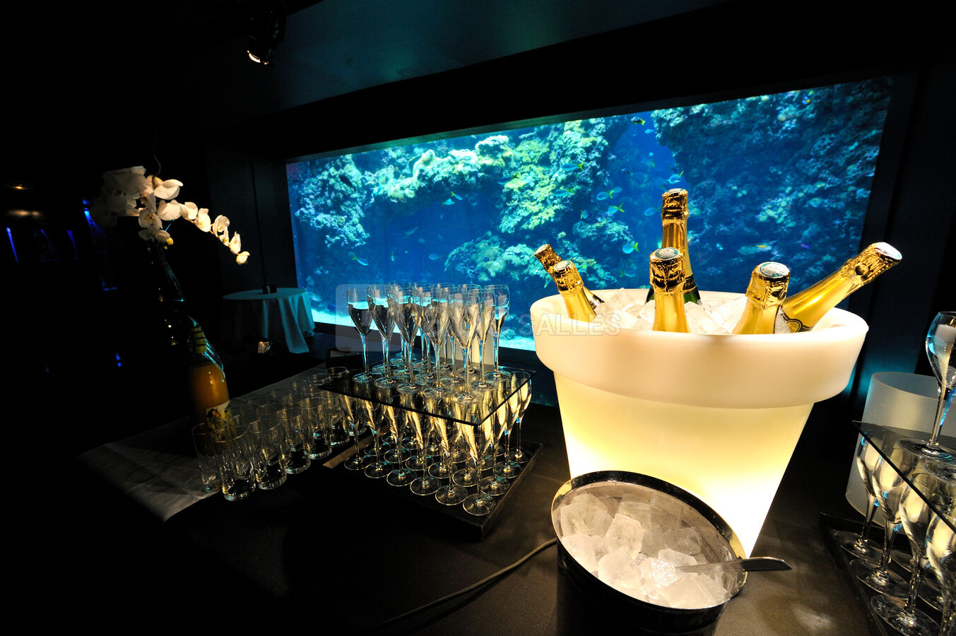 Aquarium - Cocktail