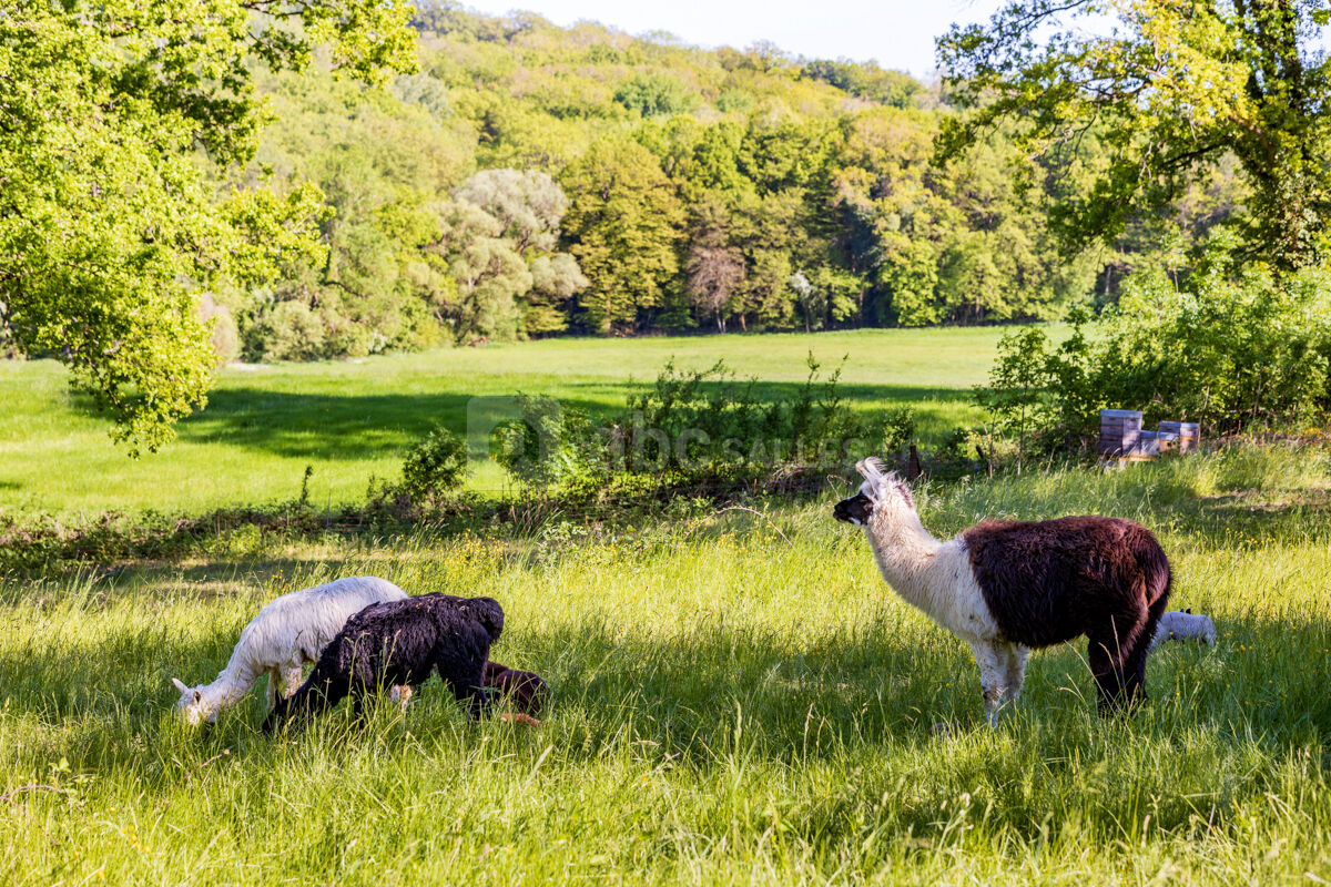 Animaux au parc [Ferme pédagogique]