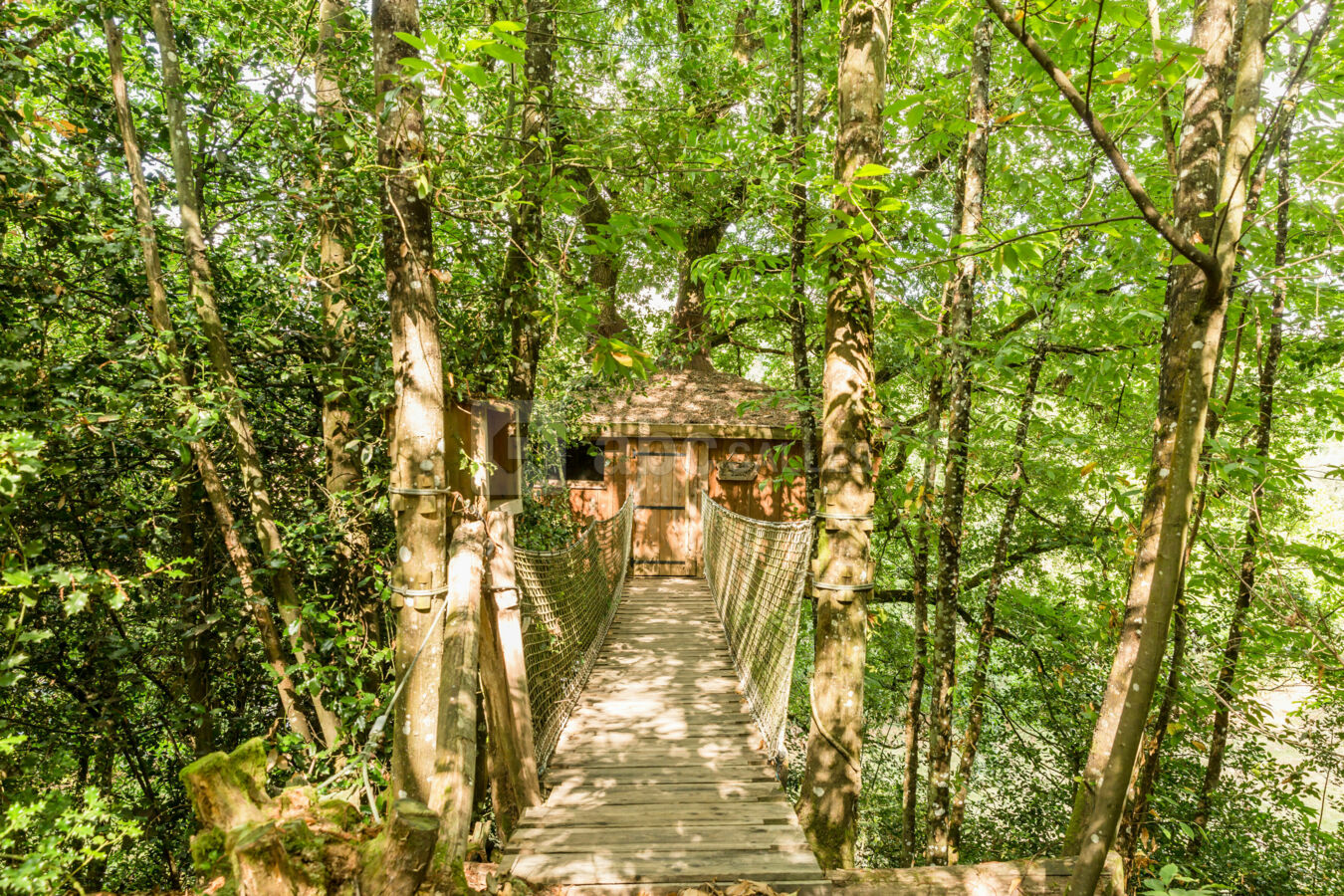 Cabane Pivert dans les arbres
