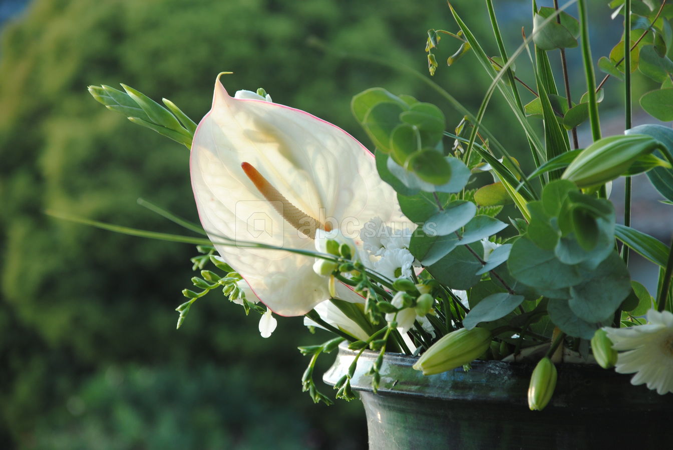 Fleurs