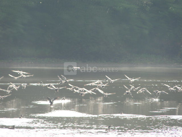 Safari photos à l'étang neuf