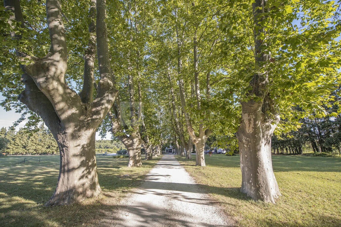 Allée de platanes