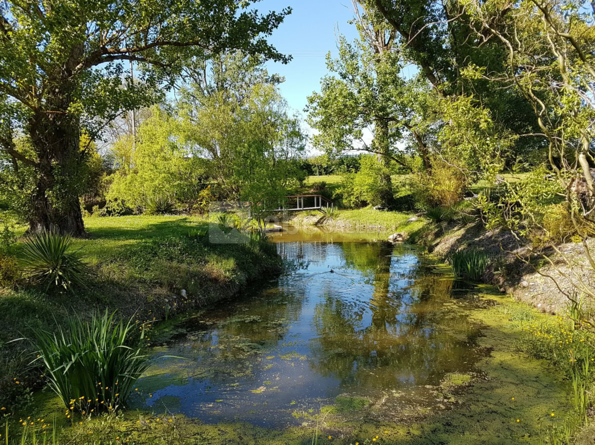 Etang bucolique