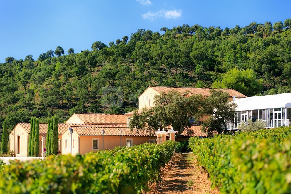 Vignes