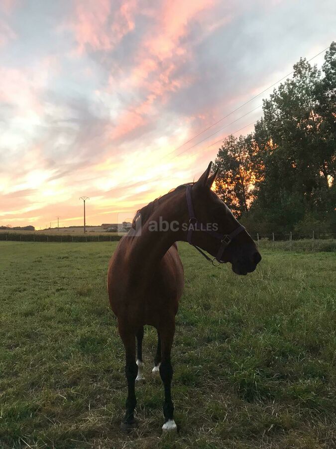 Alchimie des Colombes