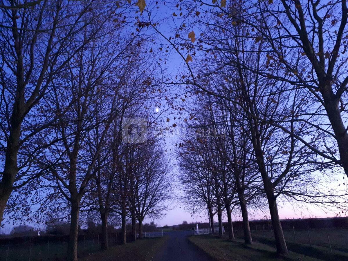 Alchimie des Colombes