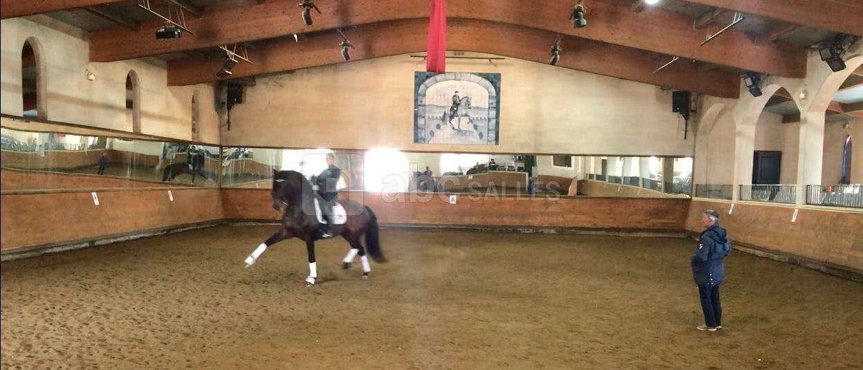 DRESSAGE - AUDREY HASTA LUEGO