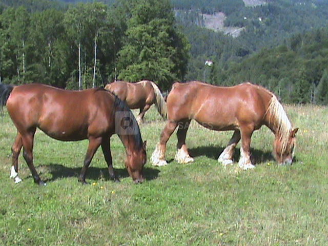 Mes chevaux