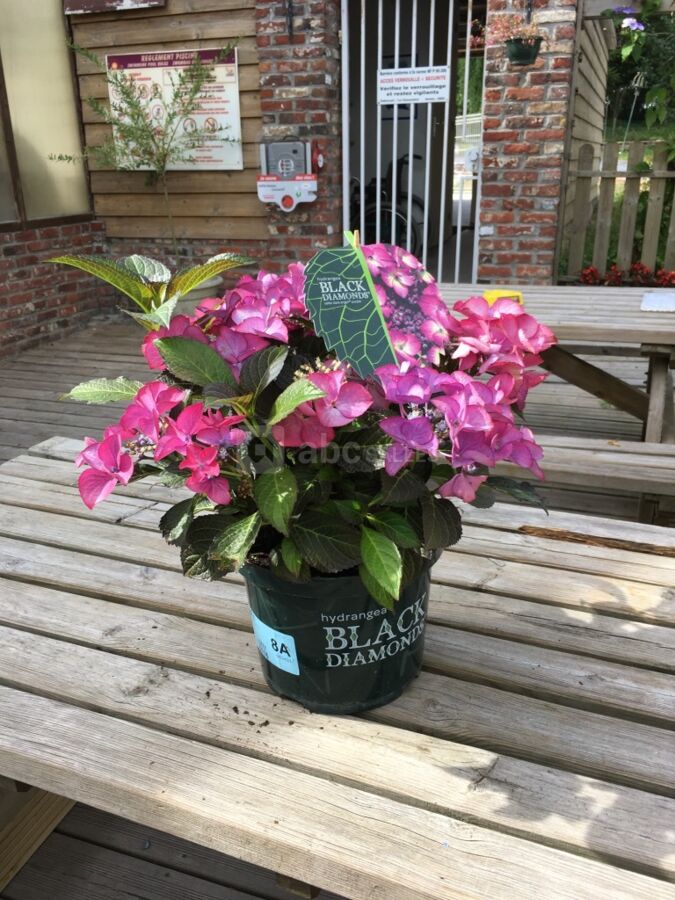 Fleurs