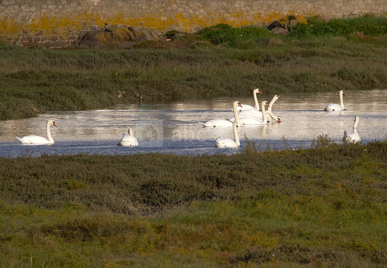 Les cygnes aux alentours