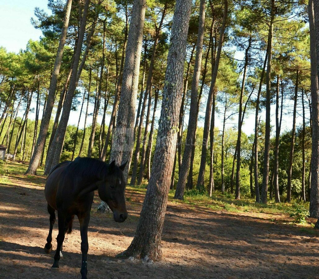 La forêt qui entoure le domaine