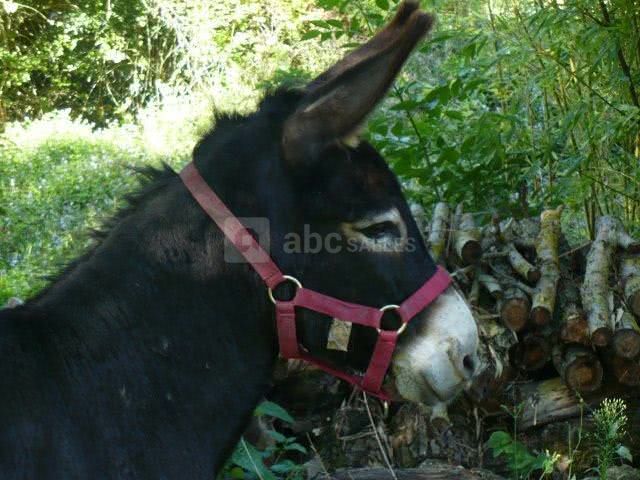 Les animaux de la ferme