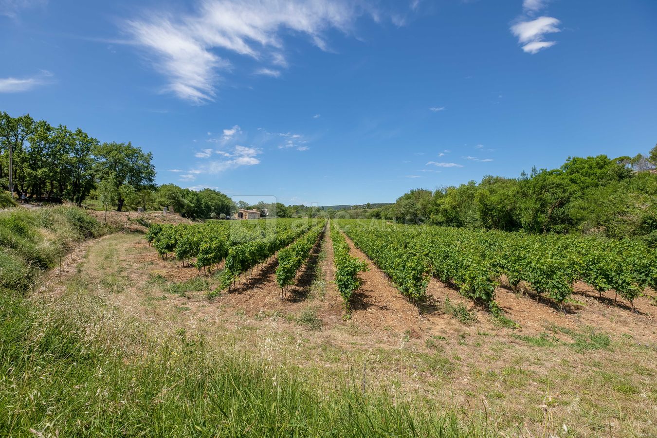 Nos vignes
