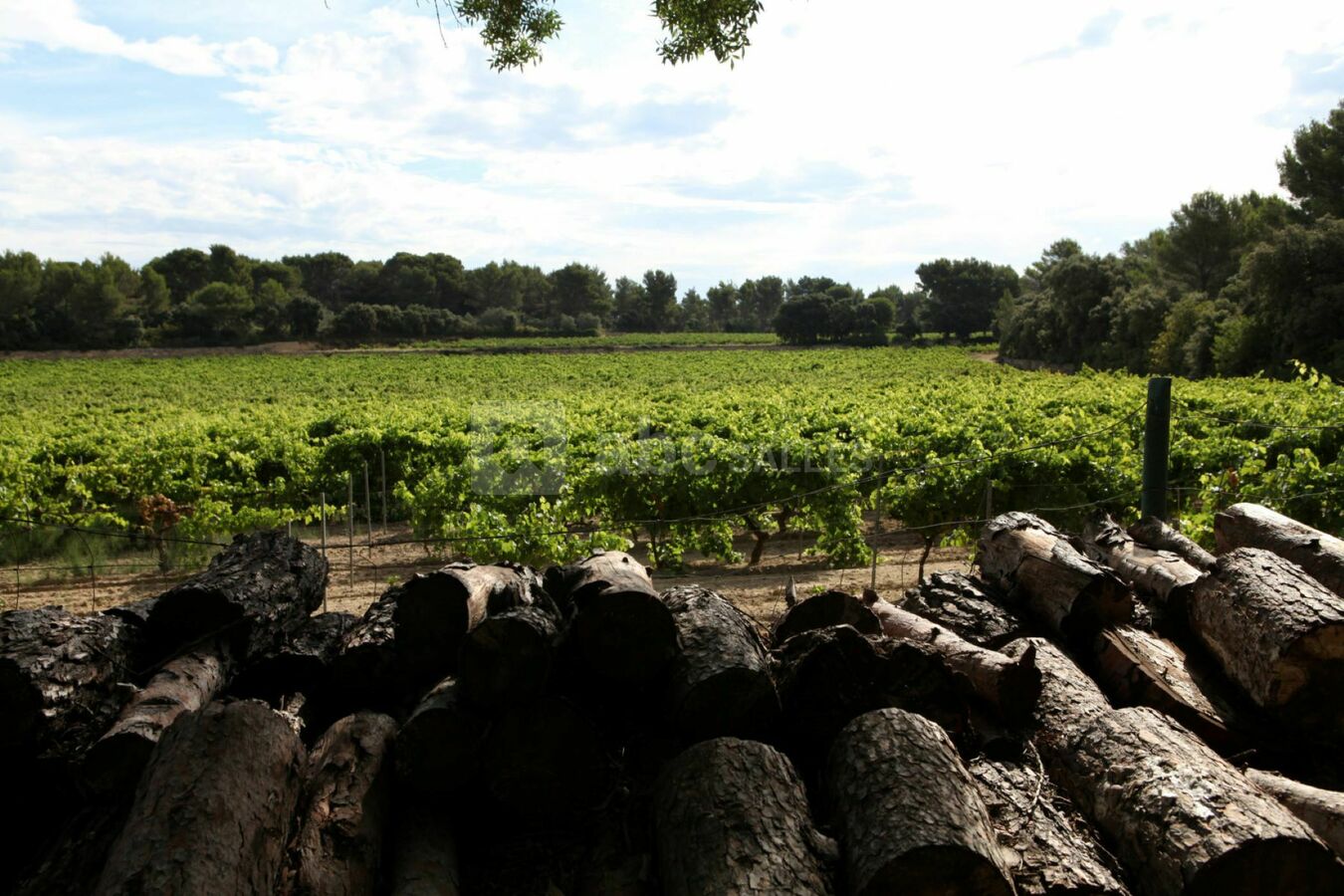 Vue sur les vignes du domaine