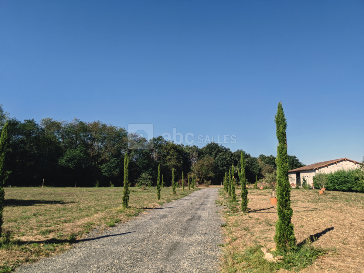Allée de cyprès